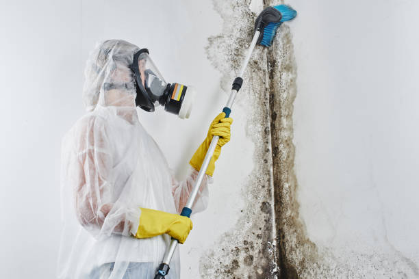 Best Mold Damage Repair  in Radcliff, KY