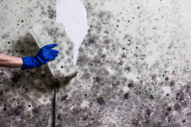 Best Residential Mold Removal  in Radcliff, KY